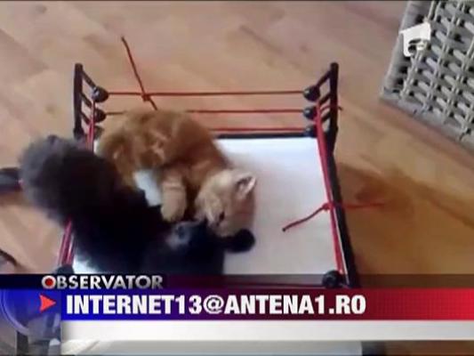 Pisici pe ringul de box
