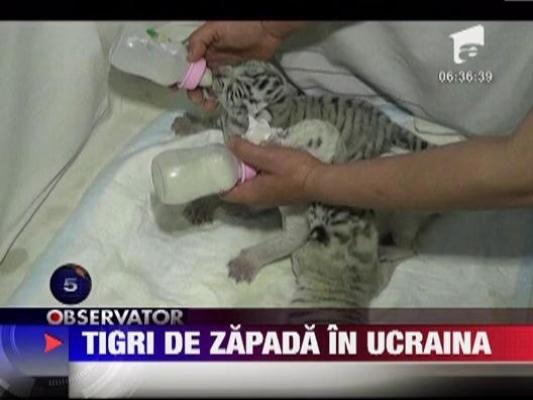 Tigri de zapada in Ucraina