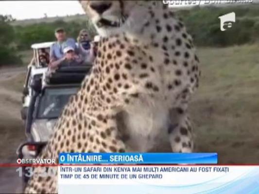 Safari intens in Kenya. Un ghepard uimeste turistii