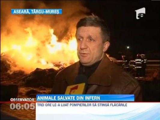 Zece cai din Lotul Olimpic al Romaniei au fost la un pas sa arda de vii! Un incendiu puternic a izbucnit la clubul de echitatie din Targu Mures