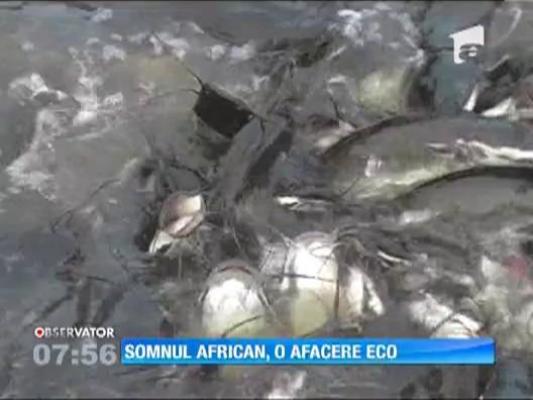 Somnul african, o afacere eco