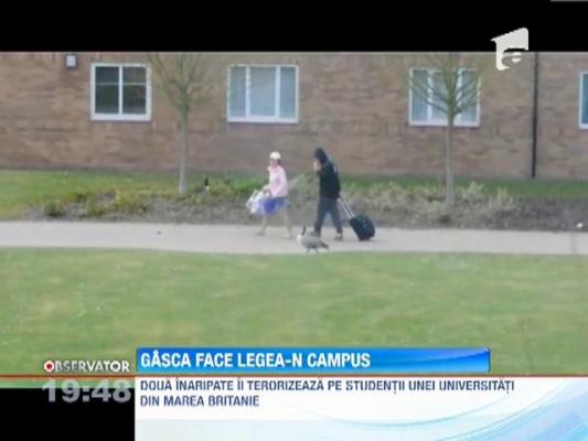 O familie de gaste a bagat spaima in studentii unei universitati britanice