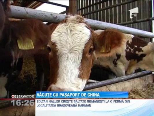 Fermierii români vor exporta peste jumătate de milion de vaci în China