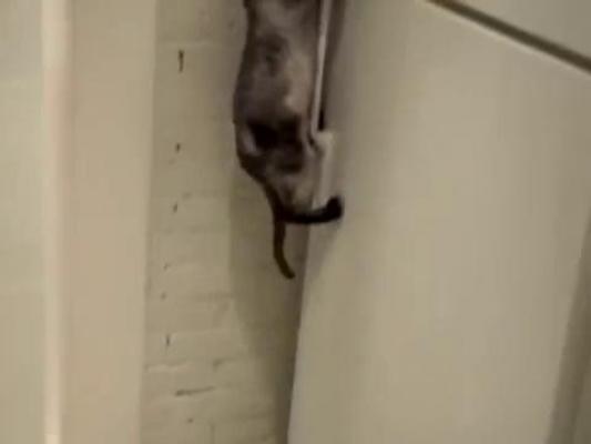 VIDEO! O pisică învaţă singură să deschidă... frigiderul