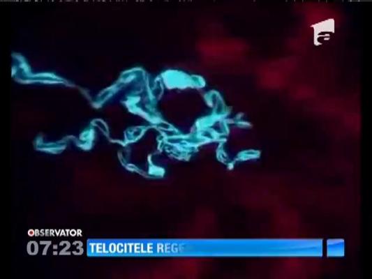 Descoperire! Telocitele regenerează ficatul
