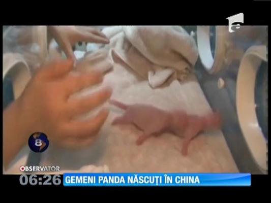 China: O ursoaică panda a născut gemeni