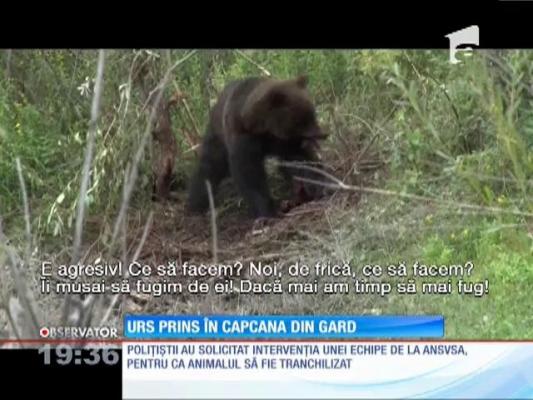 Urs de peste 100 de kilograme, prins în capcana din gard