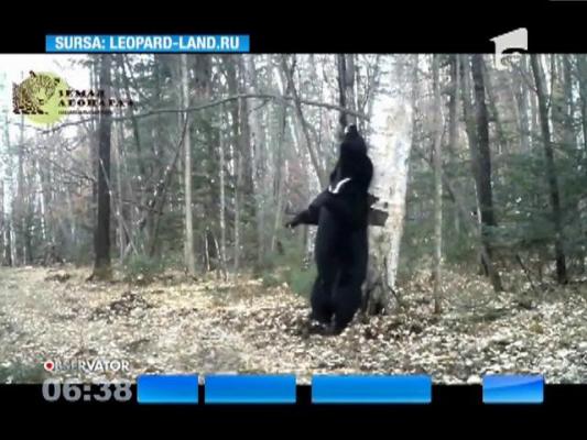 Dansul ursului într-o pădure siberiană