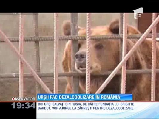 Urși din Rusia, aduși la dezalcoolizare în România