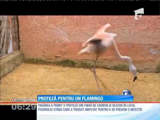 Un flamingo merge cu ajutorul unei proteze la piciorul stâng
