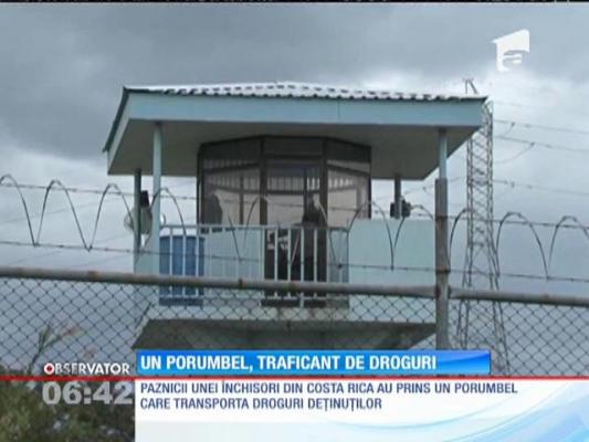 Paznicii unei închisori din Costa Rica au pus mâna pe un traficant de droguri special: un porumbel