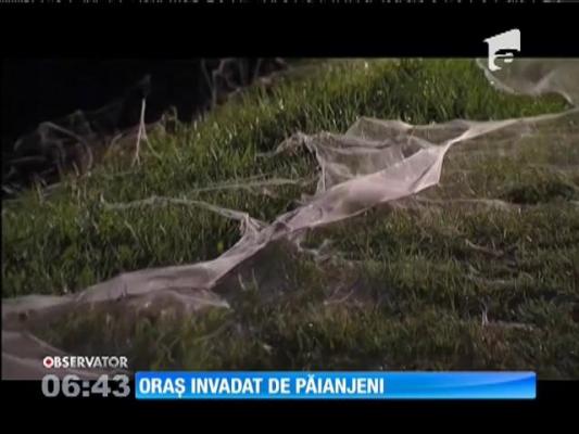 Argentina: Oraș invadat de păianjeni
