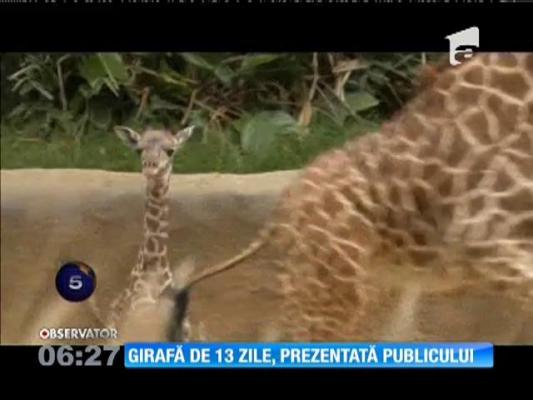 Los Angeles: Girafă de numai 13 zile, prezentată publicului