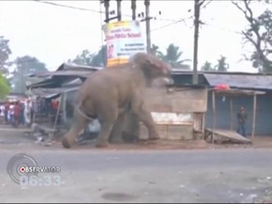 Sat din India, devastat de un elefant sălbatic rătăcit