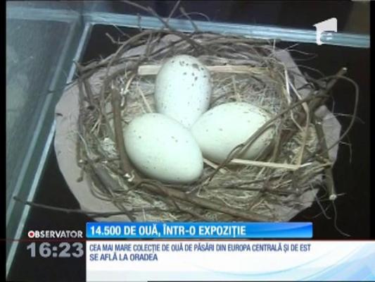 Cea mai mare colecţie de ouă de păsări din Europa Centrală şi de Est se află la Oradea
