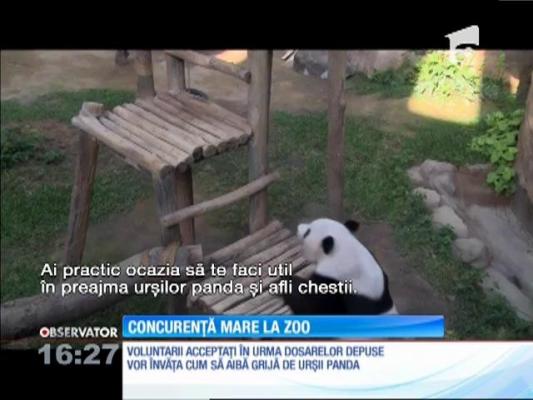 Se caută voluntari pentru îngrijirea urşilor panda