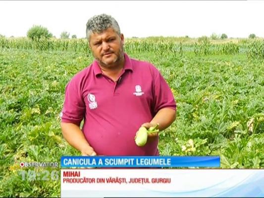 Canicula din ultimele zile a scumpit legumele româneşti