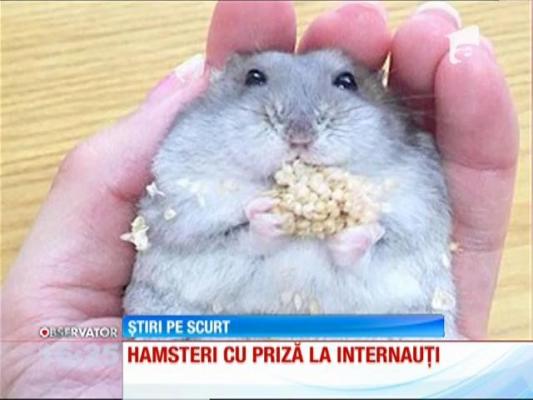 Hamsteri cu priză la internauți