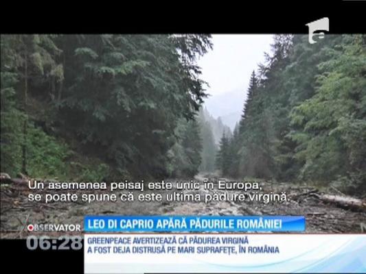Leonardo DiCaprio susţine protejarea pădurilor virgine din România