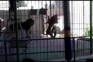 Circul groazei: un leu a fost filmat când şi-a atacat dresorul. Zeci de oameni au fost martori la scena şocantă (VIDEO)