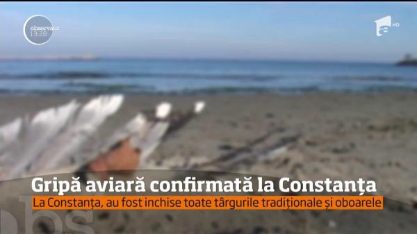 E alertă la Constanţa! Cadavrele mai multor păsări sălbatice au fost găsite pe plaja din staţiunea Mamaia
