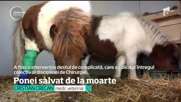 Un ponei născut cu o malformaţie gravă la un picior a fost salvat de niște medici veterinari din Cluj Napoca