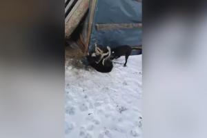 Cruzimea față de animale a unui arădean provoacă indignare în România. Tânărul a fost filmat când și-a pus pitbull-ul să masacreze un alt câine. AVERTISMENT, IMAGINI ȘOCANTE!
