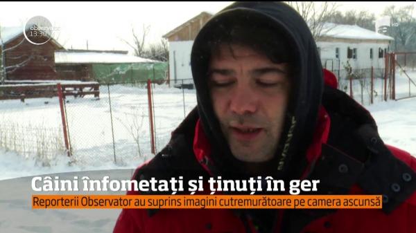 Imagini ŞOCANTE la un adăpost de câini de lânga Bucureşti! Un câine mort de frig este mâncat de alţi doi, înfometaţi