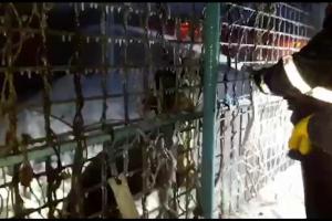 EMOŢIONANT! Reacţia unui TIGRU de la Circul Globus, în faţa flăcărilor în care au pierit 11 biete animale