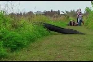 Scenă de infarct! Un crocodil uriaş taie calea unor turişti care făceau fotografii (VIDEO)