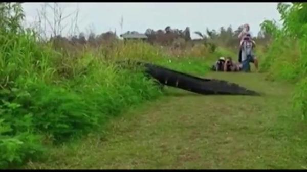 Scenă de infarct! Un crocodil uriaş taie calea unor turişti care făceau fotografii (VIDEO)