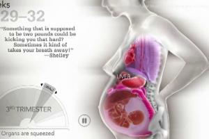 VIDEO ÎN PREMIERĂ! Uite cum se modifică organele unei femei în timpul sarcinii. Imaginile îţi dau fiori pe şira spinării!