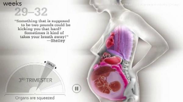 VIDEO ÎN PREMIERĂ! Uite cum se modifică organele unei femei în timpul sarcinii. Imaginile îţi dau fiori pe şira spinării!