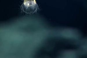 O privire în adâncurile marine: Imagini INCREDIBILE cu o creatură RARĂ care trăieşte la mari adâncimi (FOTO şi VIDEO)