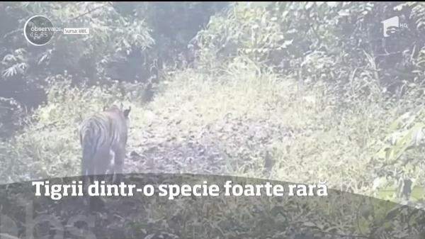 O specie foarte rară de tigri, descoperită în estul Thailandei