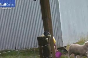 Un bărbat a fost atacat de o oaie agresivă. Omul s-a apărat de furia animalului cu o găleată roz VIDEO
