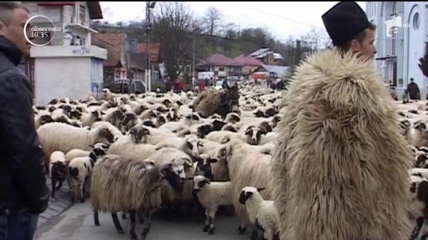 Ciobanii din Sângeorz Băi şi-au adus oile în mijlocul oraşului, la protest