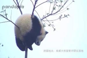 Cel mai leneş urs din lume? Un panda a rămas blocat într-un copac şi nici măcar nu a încercat să se salveze (VIDEO)