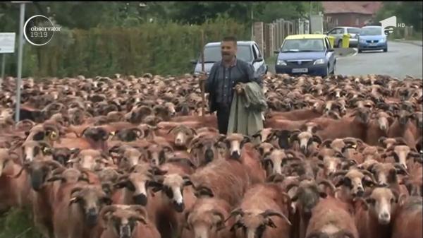 Circulaţia în Curtea de Argeș, paralizată de mii de oi. Ciobanii din zonă sunt supăraţi că nu mai au păşuni