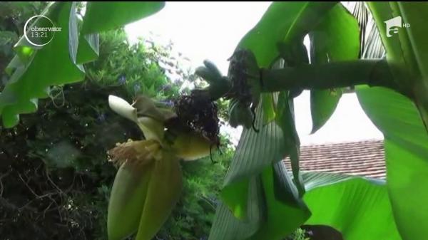 Căldura excesivă afectează producţia de fructe exotice din România! Culturile de banane şi lămâi, compromise