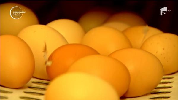 Ouăle contaminate au ajuns şi în România! 1000 kg de gălbenuş cu insecticid urmează să fie incinerate în Timiş