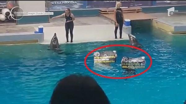 Tinerii care s-au aruncat în bazin la Delfinariu, cerând eliberarea delfinilor, le-au pus acestora viaţa în PERICOL