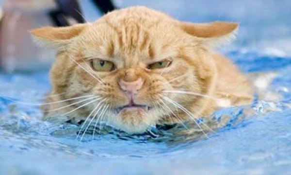 Câinii adoră să se bălăcească în apă, însă pisicuţele evită cu orice preţ să îşi ude lăbuţele!
