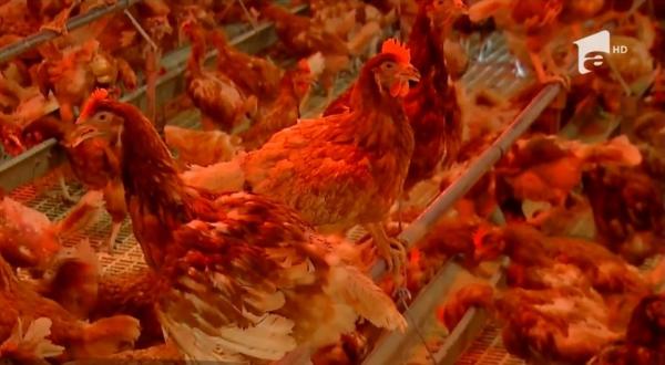 Alertă alimentară în Satu Mare: 10 mii de găini şi 6.500 de ouă, contaminate cu pesticide