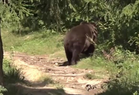 Urşii fac prăpăd, dar ministrul mediului a găsit soluţia: cei care sunt în plus vor fi EXPORTAŢI
