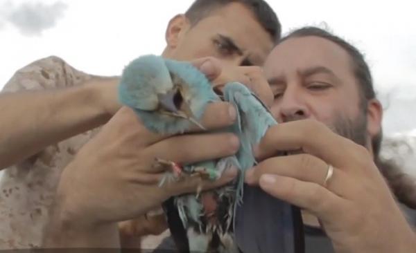 Proiect în premieră în România! Șase păsări din specia Dumbrăveanca, monitorizate permanent prin satelit