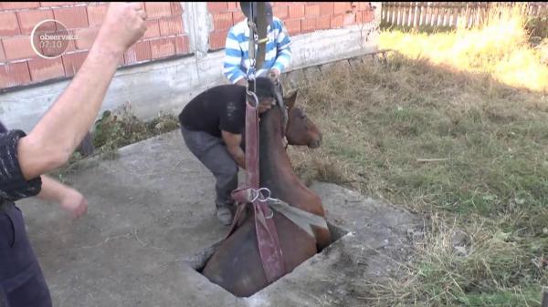 Misiune cu emoţii în Neamţ! Un cal a fost salvat cu excavatorul dintr-o fosă septică (VIDEO)