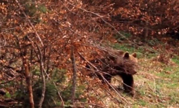 Urşii înfometaţi atacă gospodării în satele din Argeş. Nu se mai tem să intre nici în oraşele mai mari