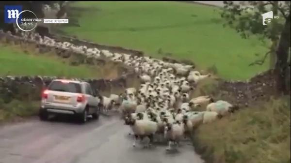 Scene neobişnuite în trafic! Peste 800 de oi au blocat zeci de maşini şi camioane (VIDEO)