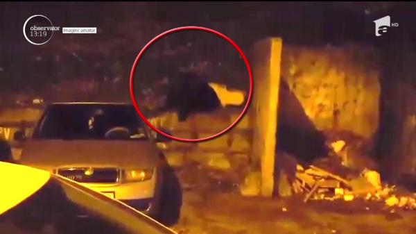 Momente de PANICĂ într-un cartier din Braşov! Un urs s-a plimbat nestingherit pe străzi, în căutare de hrană